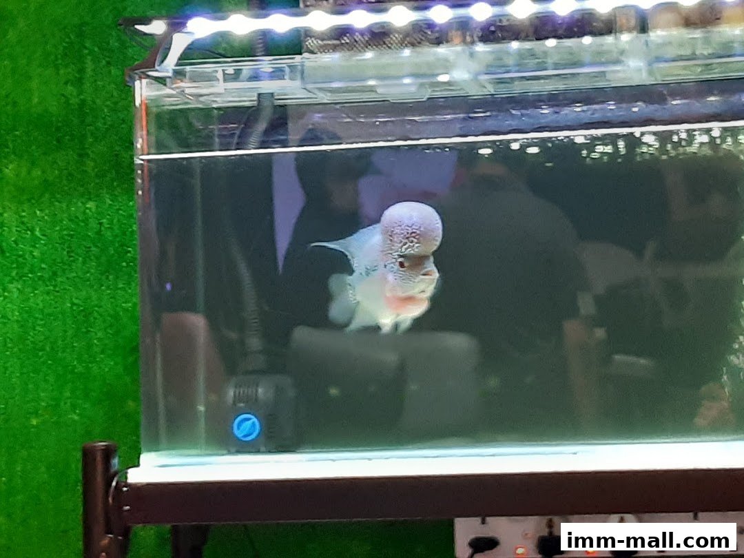 A close-up of a Flowerhorn fish in a well-lit aquarium with a green background.